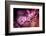 Cherry Blossums 5-Philippe Sainte-Laudy-Framed Photographic Print