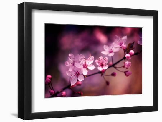 Cherry Blossums 5-Philippe Sainte-Laudy-Framed Photographic Print