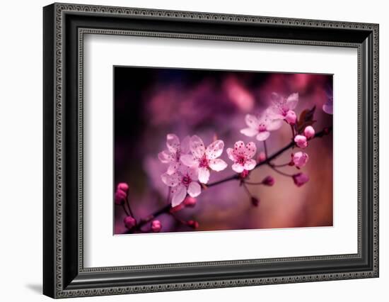 Cherry Blossums 5-Philippe Sainte-Laudy-Framed Photographic Print