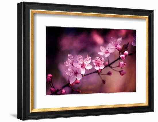 Cherry Blossums 5-Philippe Sainte-Laudy-Framed Photographic Print