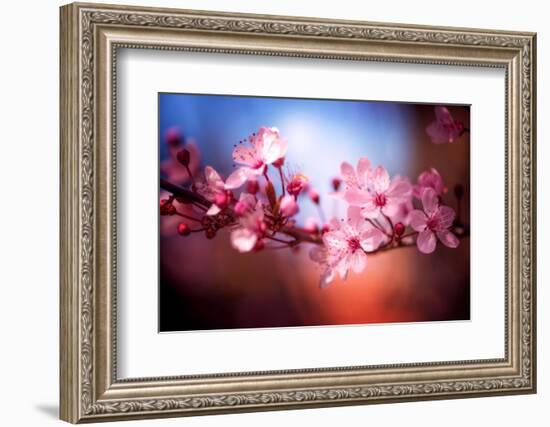 Cherry Blossums 6-Philippe Sainte-Laudy-Framed Photographic Print