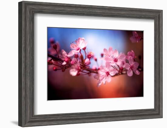 Cherry Blossums 6-Philippe Sainte-Laudy-Framed Photographic Print