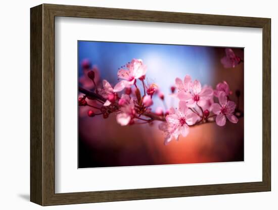 Cherry Blossums 6-Philippe Sainte-Laudy-Framed Photographic Print