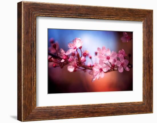 Cherry Blossums 6-Philippe Sainte-Laudy-Framed Photographic Print