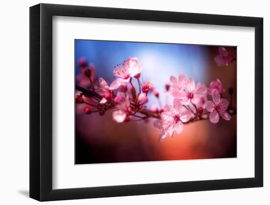 Cherry Blossums 6-Philippe Sainte-Laudy-Framed Photographic Print