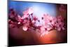 Cherry Blossums 6-Philippe Sainte-Laudy-Mounted Photographic Print