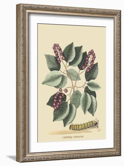 Cherry-Cerasus-Mark Catesby-Framed Art Print