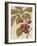 Cherry Etching-Chad Barrett-Framed Art Print