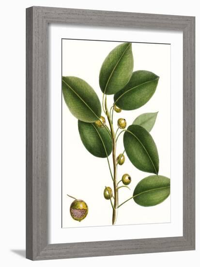 Cherry Fig Tree-Thomas Nuttall-Framed Art Print