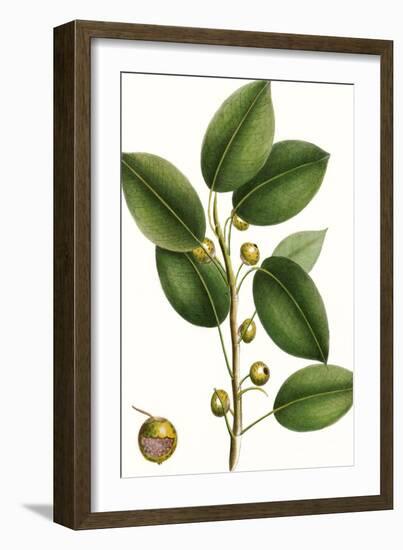 Cherry Fig Tree-Thomas Nuttall-Framed Art Print