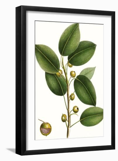 Cherry Fig Tree-Thomas Nuttall-Framed Art Print