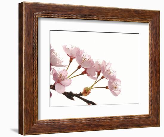 Cherry flowers, close up, white background-null-Framed Photographic Print