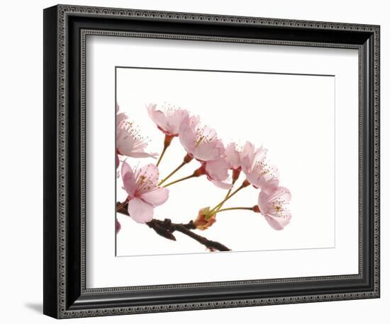 Cherry flowers, close up, white background-null-Framed Photographic Print