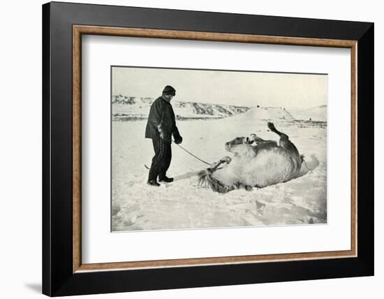 'Cherry-Garrard Giving His Pony 'Michael' A Roll in the Snow', c1911, (1913)-Herbert Ponting-Framed Photographic Print