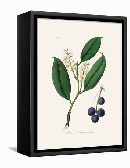 Cherry Laurel (Prunus Laurocerasus) Medical Botany-John Stephenson and James Morss Churchill-Framed Premier Image Canvas