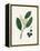 Cherry Laurel (Prunus Laurocerasus) Medical Botany-John Stephenson and James Morss Churchill-Framed Premier Image Canvas