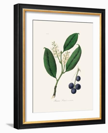 Cherry Laurel (Prunus Laurocerasus) Medical Botany-John Stephenson and James Morss Churchill-Framed Photographic Print
