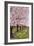 Cherry Orchard Blossoms-Lantern Press-Framed Art Print