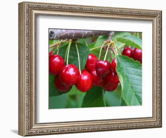 Cherry Orchard, Central Otago, South Island, New Zelaland-David Wall-Framed Photographic Print