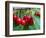 Cherry Orchard, Central Otago, South Island, New Zelaland-David Wall-Framed Photographic Print