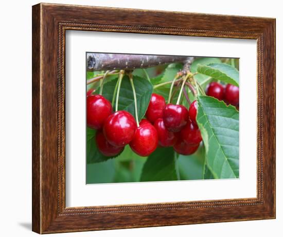 Cherry Orchard, Central Otago, South Island, New Zelaland-David Wall-Framed Photographic Print