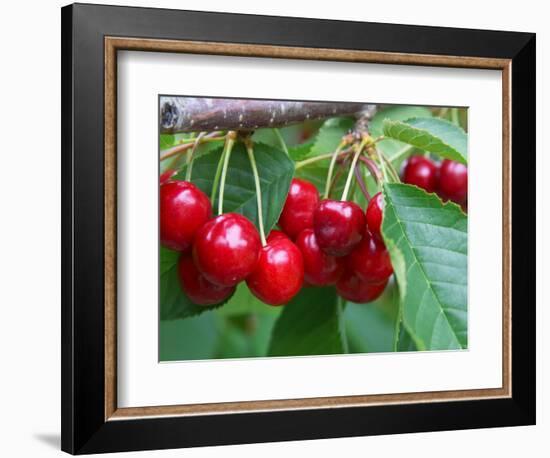 Cherry Orchard, Central Otago, South Island, New Zelaland-David Wall-Framed Photographic Print