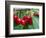 Cherry Orchard, Central Otago, South Island, New Zelaland-David Wall-Framed Photographic Print