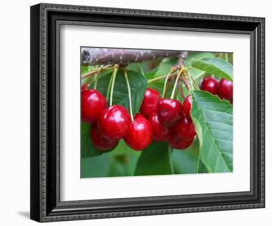 Cherry Orchard, Central Otago, South Island, New Zelaland-David Wall-Framed Photographic Print