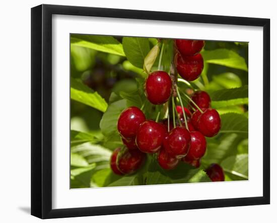 Cherry Orchard, Cromwell, Central Otago, South Island, New Zealand-David Wall-Framed Photographic Print