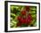 Cherry Orchard, Cromwell, Central Otago, South Island, New Zealand-David Wall-Framed Photographic Print