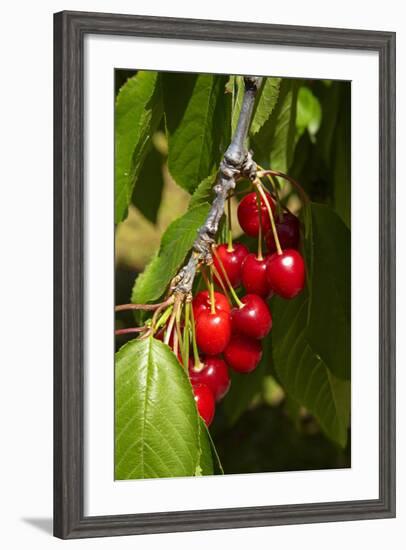 Cherry Orchard, Cromwell, Central Otago, South Island, New Zealand-David Wall-Framed Photographic Print