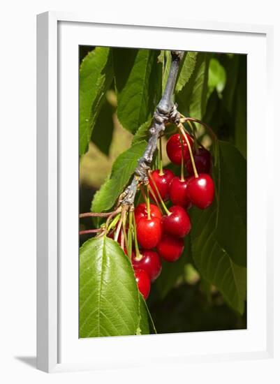 Cherry Orchard, Cromwell, Central Otago, South Island, New Zealand-David Wall-Framed Photographic Print