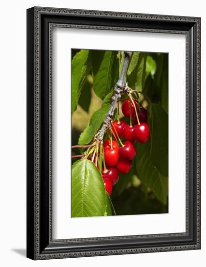 Cherry Orchard, Cromwell, Central Otago, South Island, New Zealand-David Wall-Framed Photographic Print