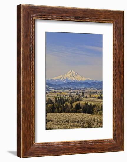Cherry Orchards of the Oregon Columbia Gorge with Mt. Hood in the Back Drop-Terry Eggers-Framed Photographic Print