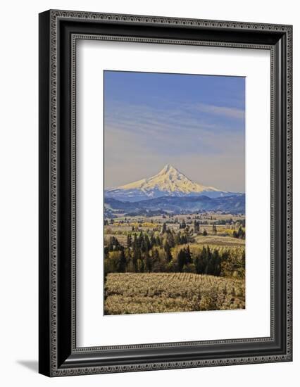 Cherry Orchards of the Oregon Columbia Gorge with Mt. Hood in the Back Drop-Terry Eggers-Framed Photographic Print