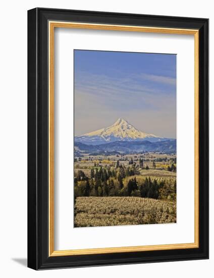 Cherry Orchards of the Oregon Columbia Gorge with Mt. Hood in the Back Drop-Terry Eggers-Framed Photographic Print