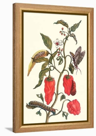 Cherry Pepper and Tobacco Hornworm with Five Spotted Hawkmoth-Maria Sibylla Merian-Framed Stretched Canvas
