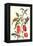 Cherry Pepper and Tobacco Hornworm with Five Spotted Hawkmoth-Maria Sibylla Merian-Framed Stretched Canvas