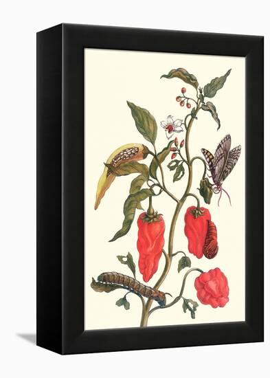 Cherry Pepper and Tobacco Hornworm with Five Spotted Hawkmoth-Maria Sibylla Merian-Framed Stretched Canvas