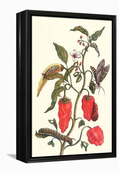 Cherry Pepper and Tobacco Hornworm with Five Spotted Hawkmoth-Maria Sibylla Merian-Framed Stretched Canvas