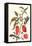 Cherry Pepper and Tobacco Hornworm with Five Spotted Hawkmoth-Maria Sibylla Merian-Framed Stretched Canvas