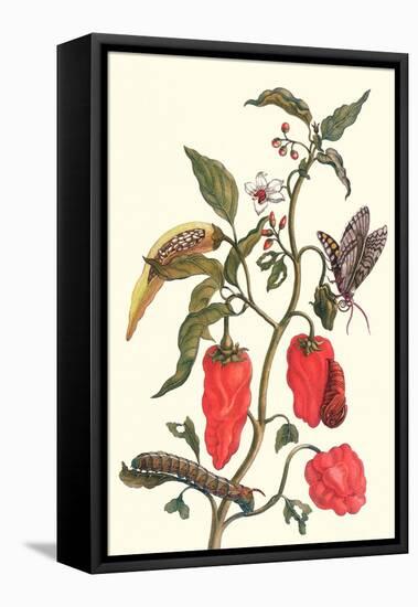 Cherry Pepper and Tobacco Hornworm with Five Spotted Hawkmoth-Maria Sibylla Merian-Framed Stretched Canvas