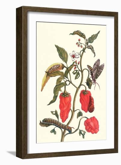 Cherry Pepper and Tobacco Hornworm with Five Spotted Hawkmoth-Maria Sibylla Merian-Framed Premium Giclee Print
