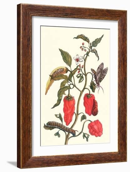 Cherry Pepper and Tobacco Hornworm with Five Spotted Hawkmoth-Maria Sibylla Merian-Framed Premium Giclee Print