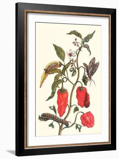 Cherry Pepper and Tobacco Hornworm with Five Spotted Hawkmoth-Maria Sibylla Merian-Framed Premium Giclee Print