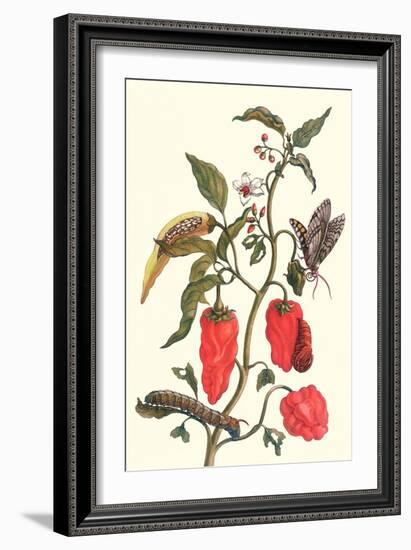 Cherry Pepper and Tobacco Hornworm with Five Spotted Hawkmoth-Maria Sibylla Merian-Framed Premium Giclee Print