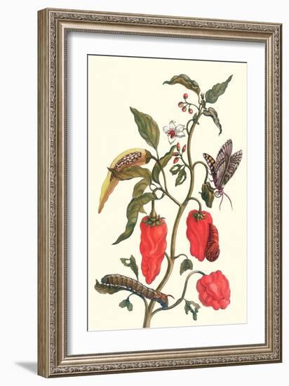 Cherry Pepper and Tobacco Hornworm with Five Spotted Hawkmoth-Maria Sibylla Merian-Framed Art Print
