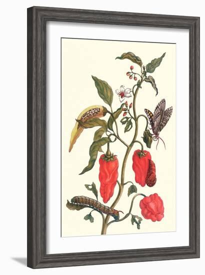 Cherry Pepper and Tobacco Hornworm with Five Spotted Hawkmoth-Maria Sibylla Merian-Framed Art Print