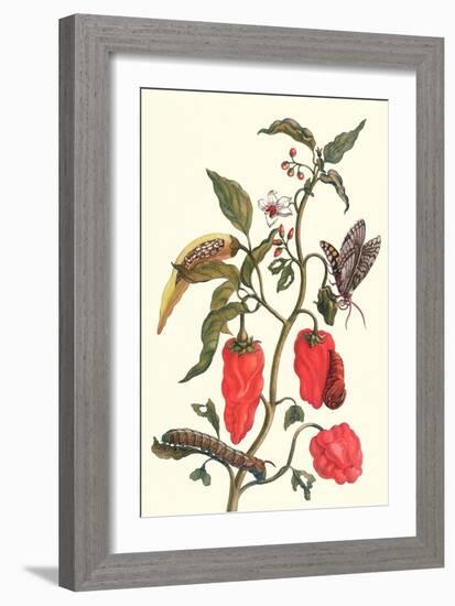 Cherry Pepper and Tobacco Hornworm with Five Spotted Hawkmoth-Maria Sibylla Merian-Framed Art Print