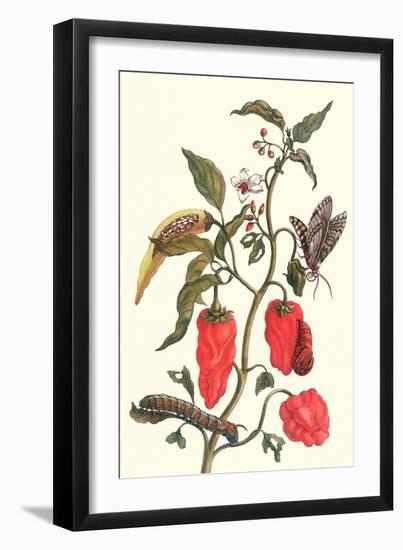 Cherry Pepper and Tobacco Hornworm with Five Spotted Hawkmoth-Maria Sibylla Merian-Framed Art Print